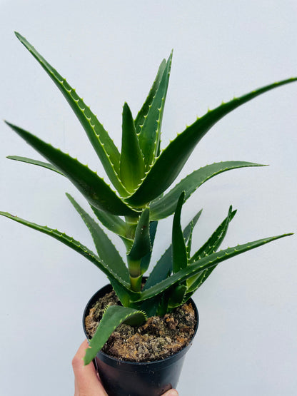 Bilde av Aloe mitriformis-Spanne Plantesalg