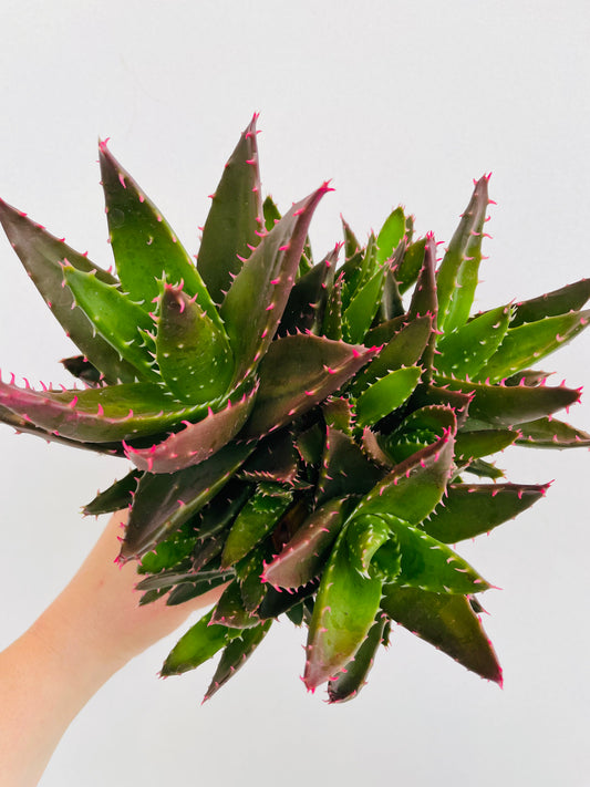 Bilde av Aloe mitriformis-Spanne Plantesalg