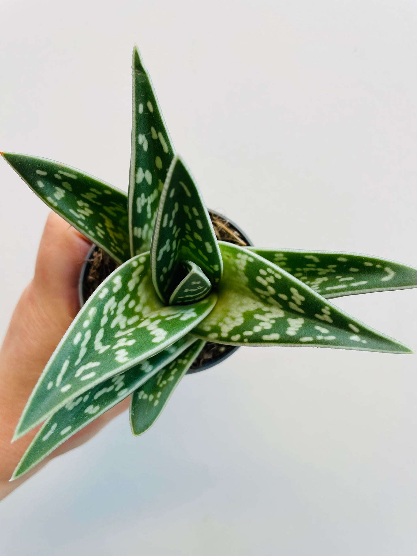 Bilde av Aloe variegata-Spanne Plantesalg