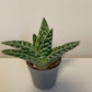 Bilde av Aloe Variegata-Spanne Plantesalg