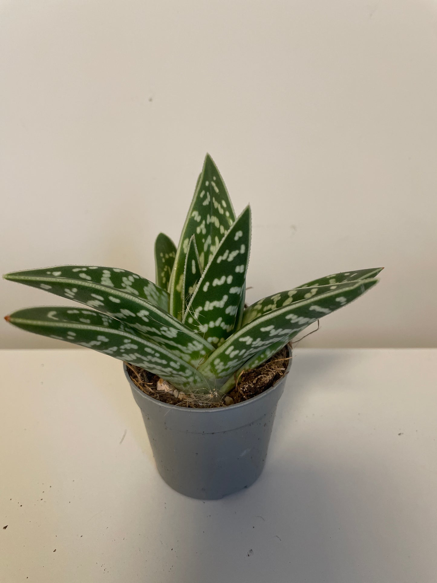 Bilde av Aloe Variegata-Spanne Plantesalg