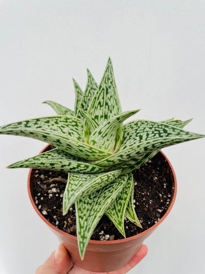Bilde av Aloe variegata ‘Tribal’-Spanne Plantesalg