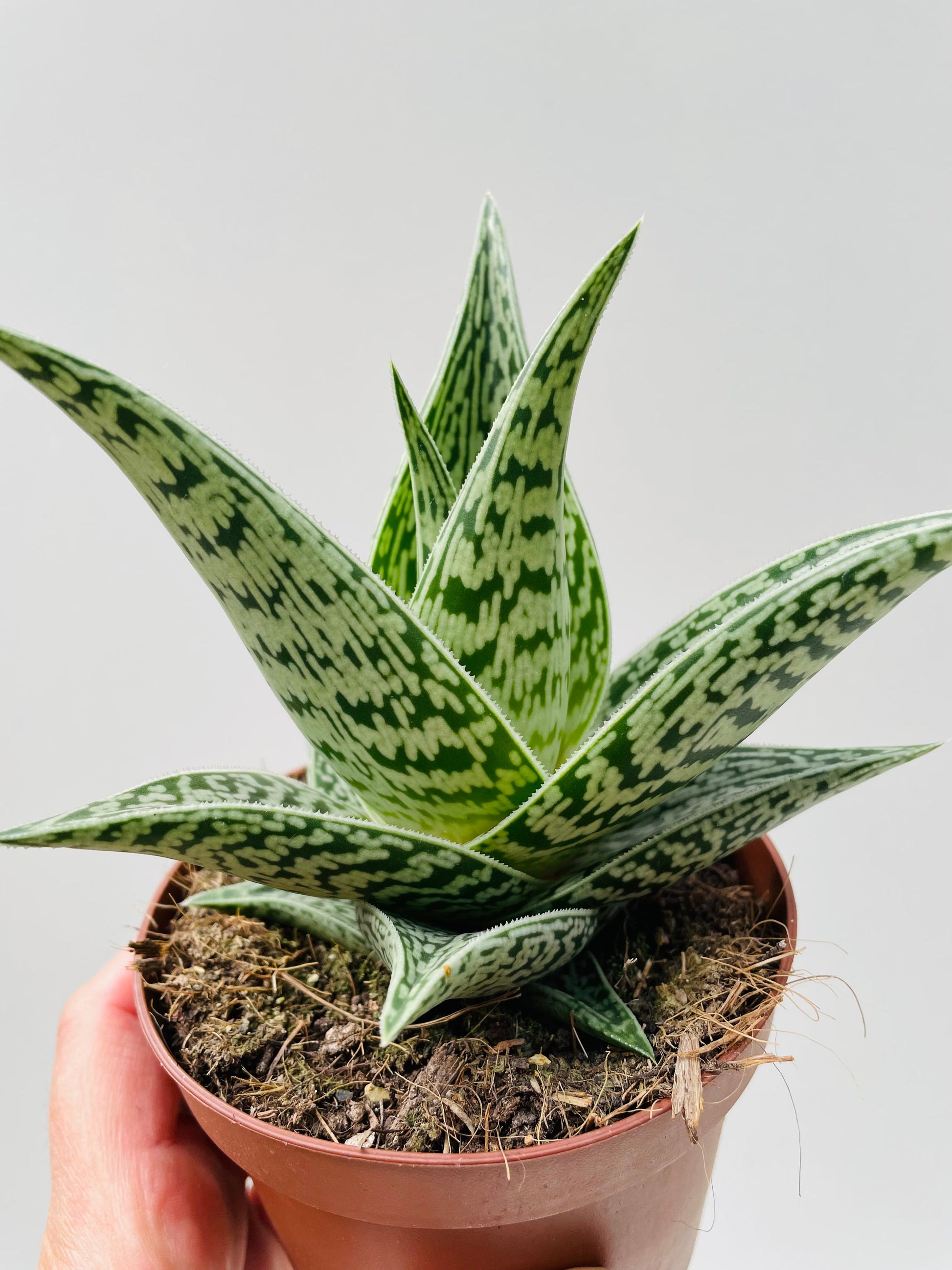 Bilde av Aloe variegata ‘Tribal’-Spanne Plantesalg