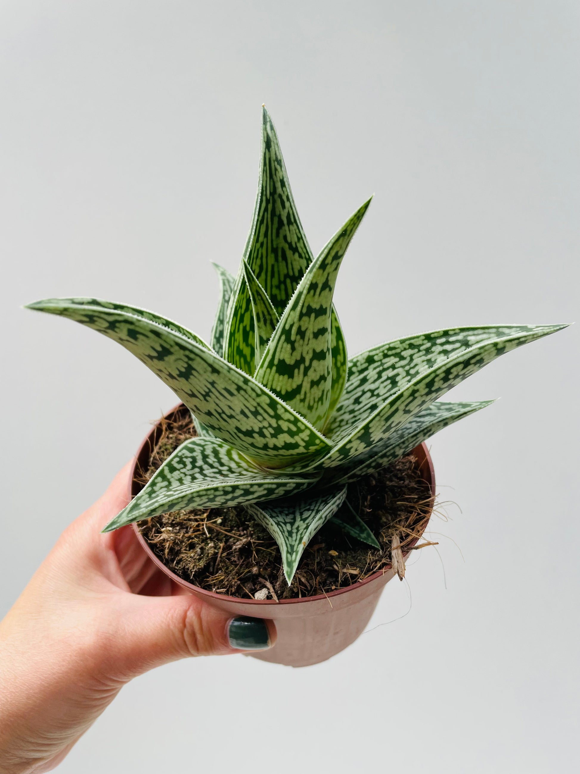 Bilde av Aloe variegata ‘Tribal’-Spanne Plantesalg