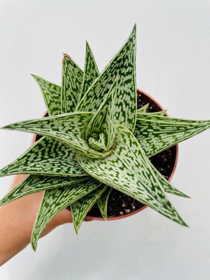 Bilde av Aloe variegata ‘Tribal’-Spanne Plantesalg