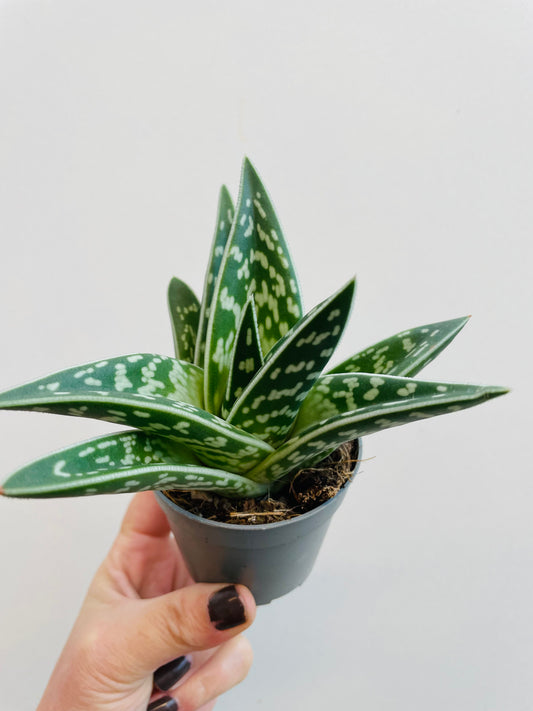 Bilde av Aloe variegata-Spanne Plantesalg