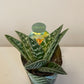 Bilde av Aloe Variegata-Spanne Plantesalg