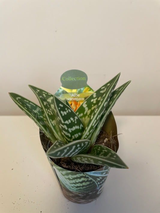 Bilde av Aloe Variegata-Spanne Plantesalg