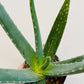 Bilde av Aloe Vera-Spanne Plantesalg
