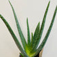Bilde av Aloe Vera-Spanne Plantesalg