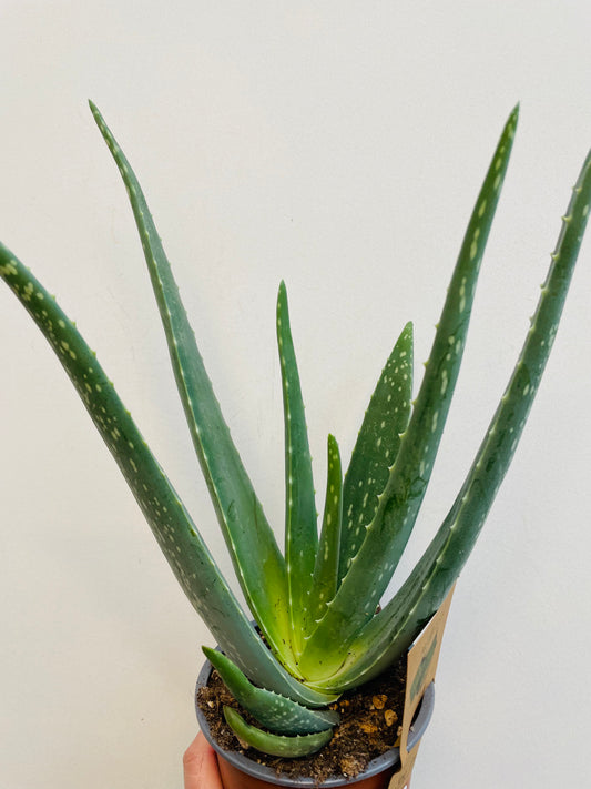 Bilde av Aloe Vera-Spanne Plantesalg