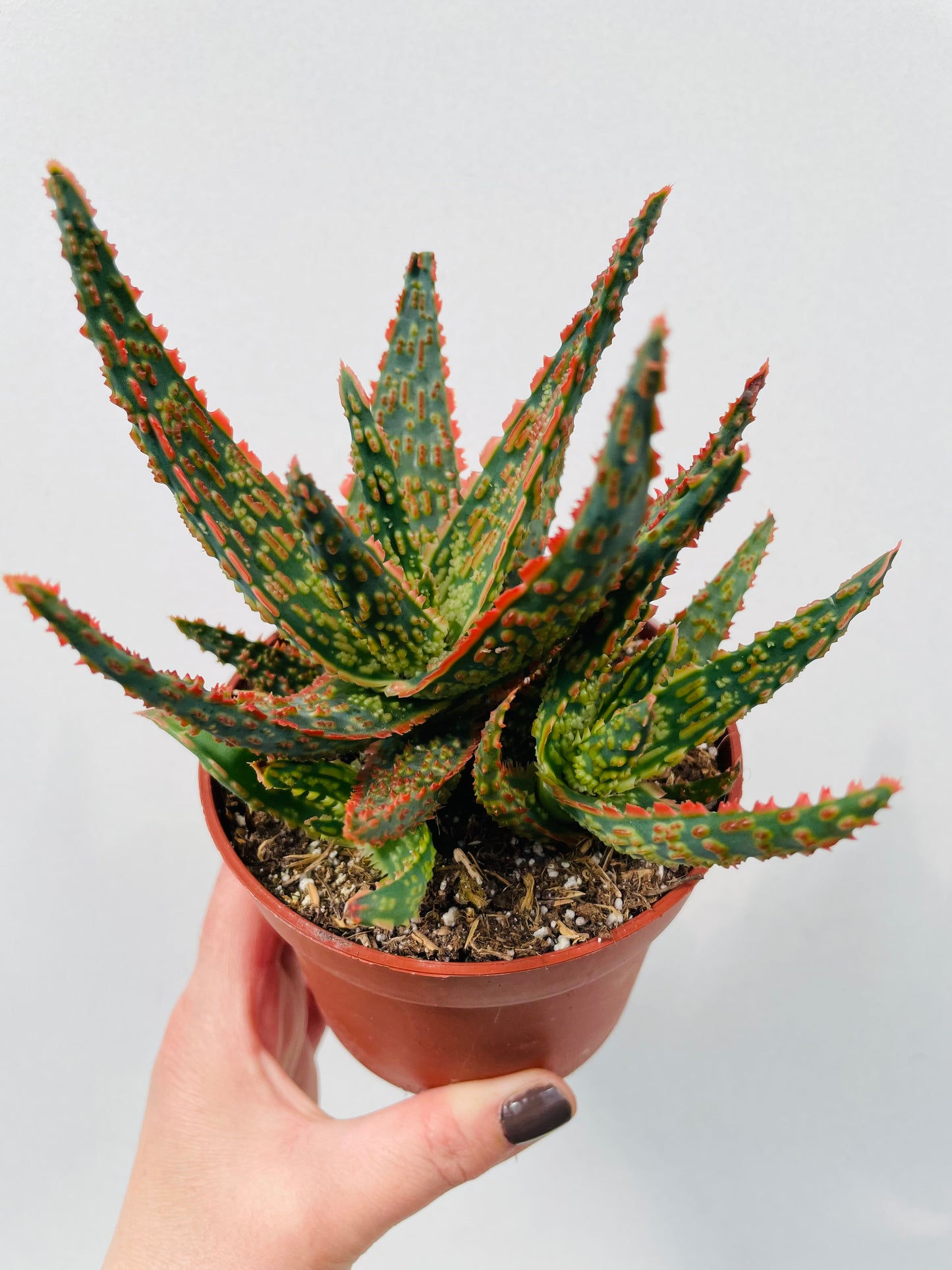 Bilde av Aloe zebrina ‘Dannyz’-Spanne Plantesalg