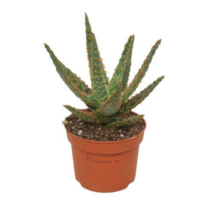 Aloe zebrina Dannyz