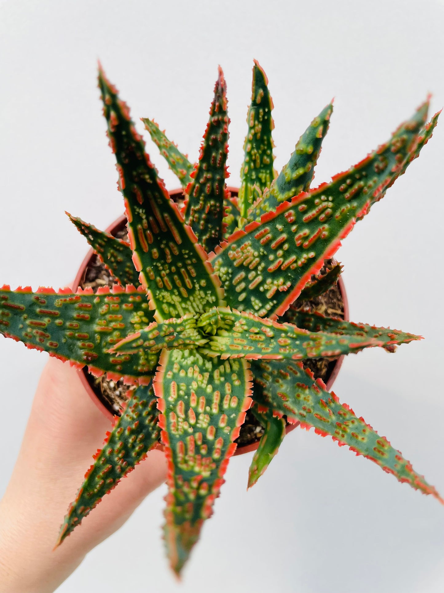 Bilde av Aloe zebrina ‘Dannyz’-Spanne Plantesalg