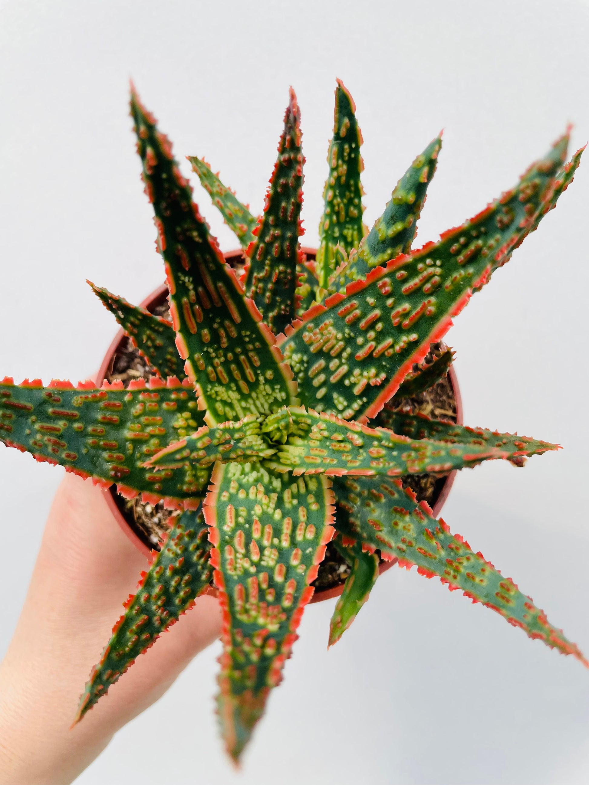 Bilde av Aloe zebrina ‘Dannyz’-Spanne Plantesalg