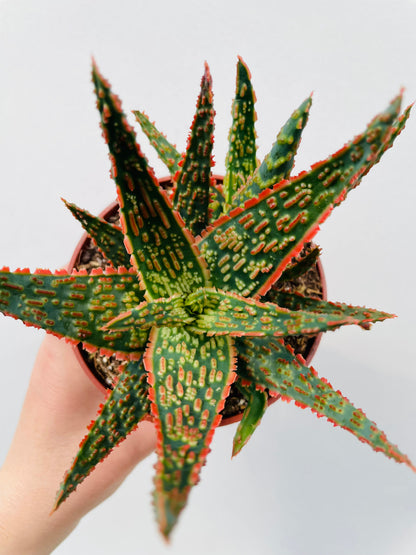 Bilde av Aloe zebrina ‘Dannyz’-Spanne Plantesalg