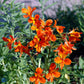 Bilde av Alstroemeria a. 'Orange King'-Spanne Plantesalg