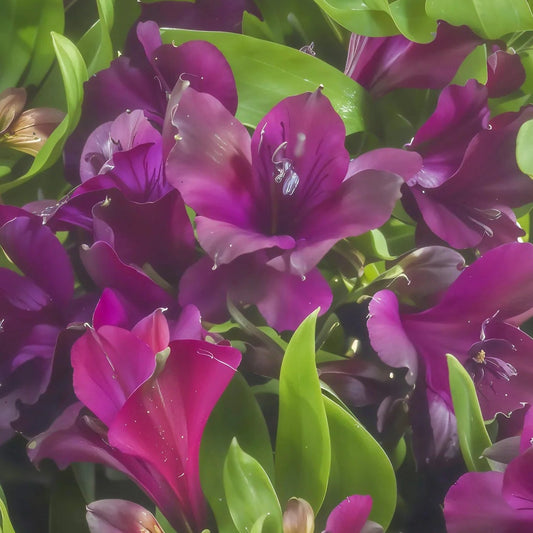 Bilde av Alstroemeria 'Inticancha Paraiso'(R)-Spanne Plantesalg