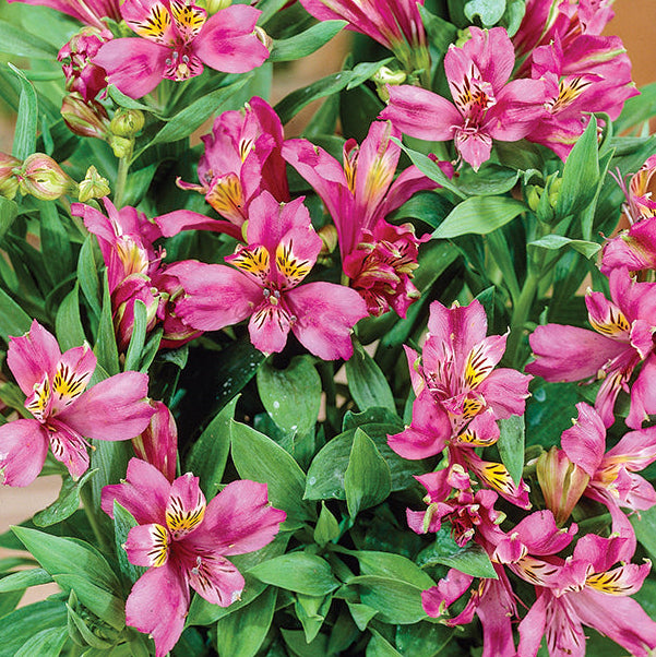 Bilde av Alstroemeria`Inca Pink Sparkle'-Spanne Plantesalg