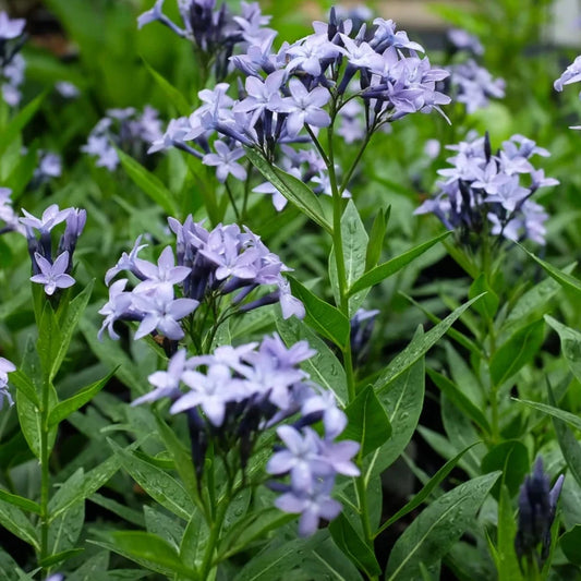 Bilde av Amsonia 'Blue Ice'-Spanne Plantesalg