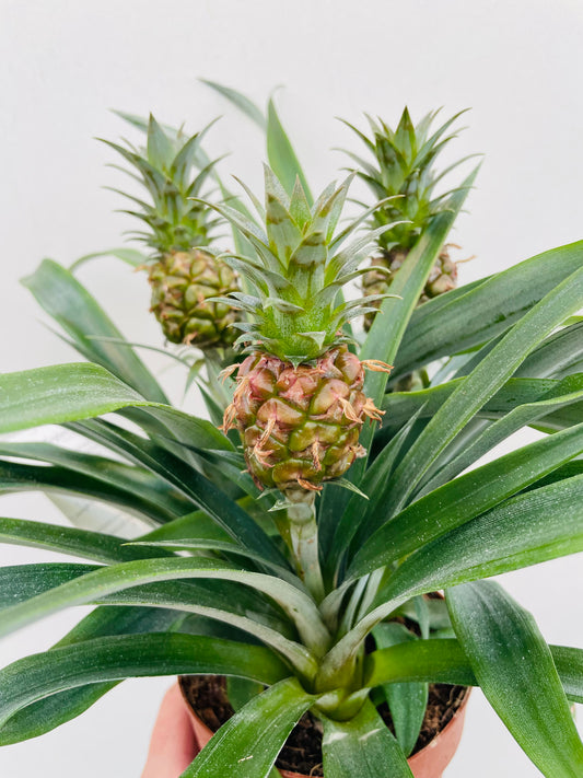 Bilde av Ananas-Spanne Plantesalg