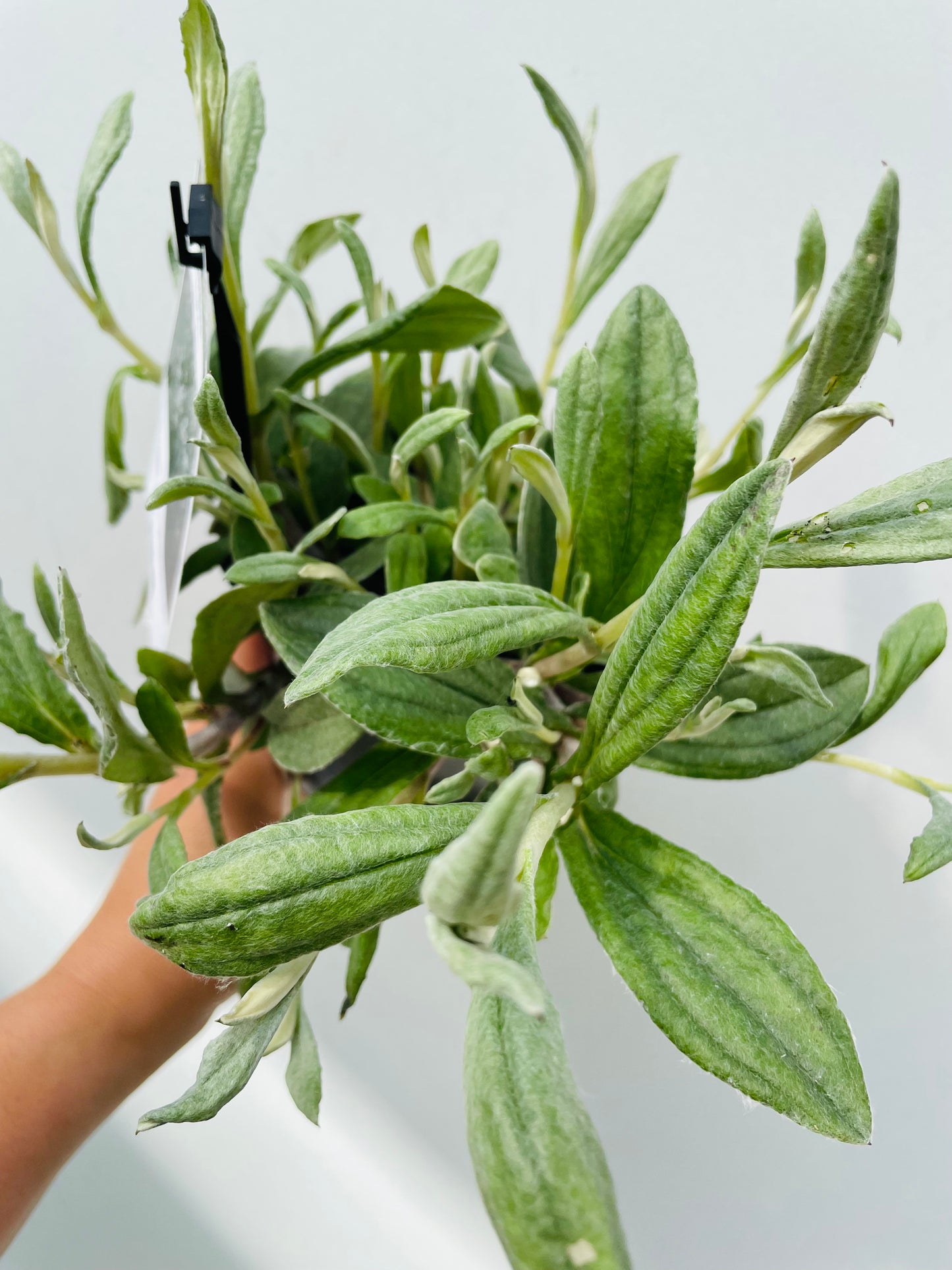 Bilde av ANAPHALIS TRIPLINERVIS-Spanne Plantesalg