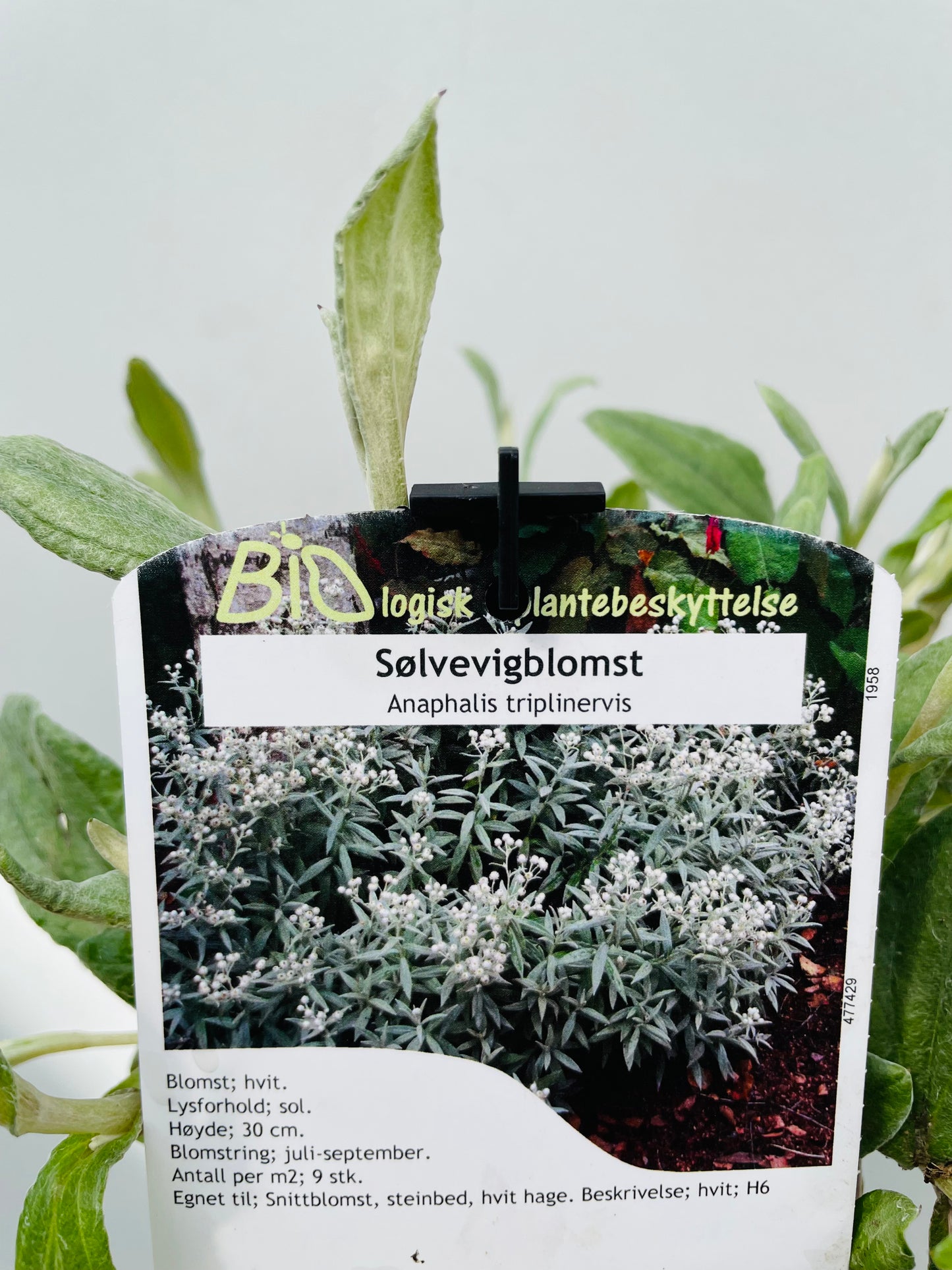Bilde av ANAPHALIS TRIPLINERVIS-Spanne Plantesalg