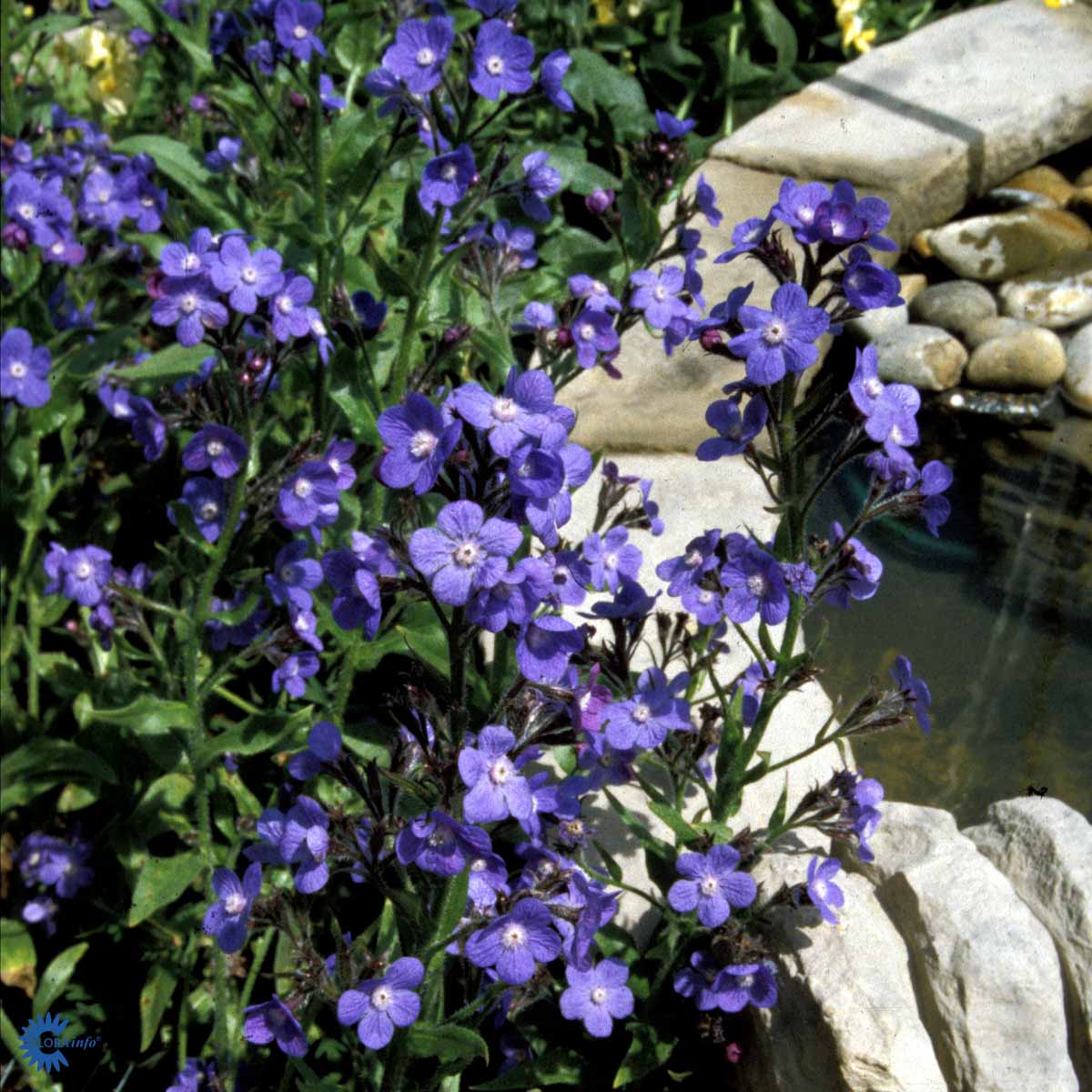 Bilde av Anchusa azurea 'Loddon Royalist'-Spanne Plantesalg