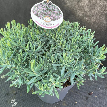Bilde av Andromeda polifolia 'Blue Ice'-Spanne Plantesalg