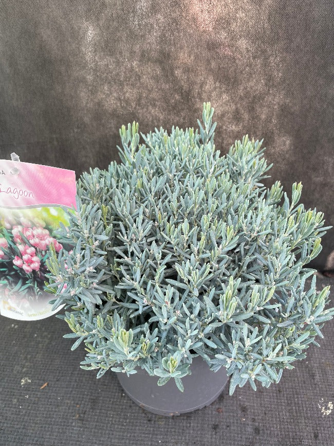 Bilde av Andromeda polifolia 'Blue Lagoon'-Spanne Plantesalg