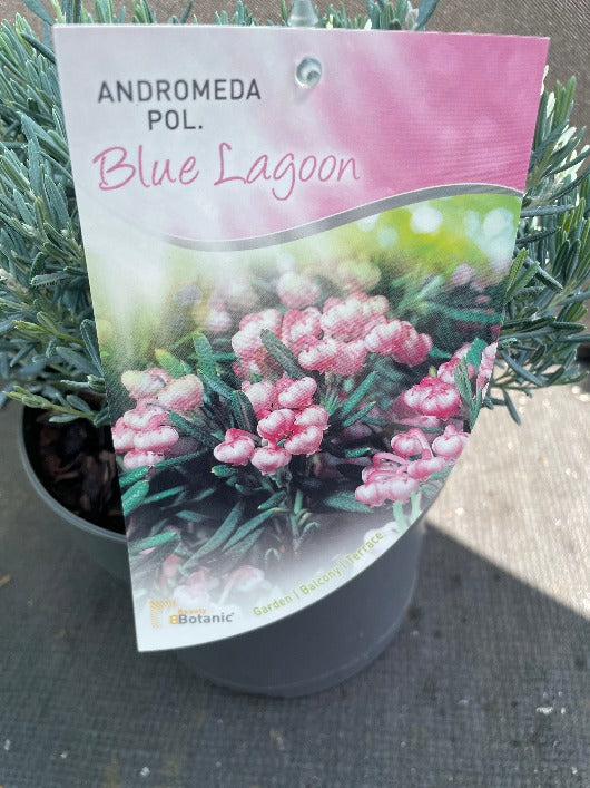 Bilde av Andromeda polifolia 'Blue Lagoon'-Spanne Plantesalg