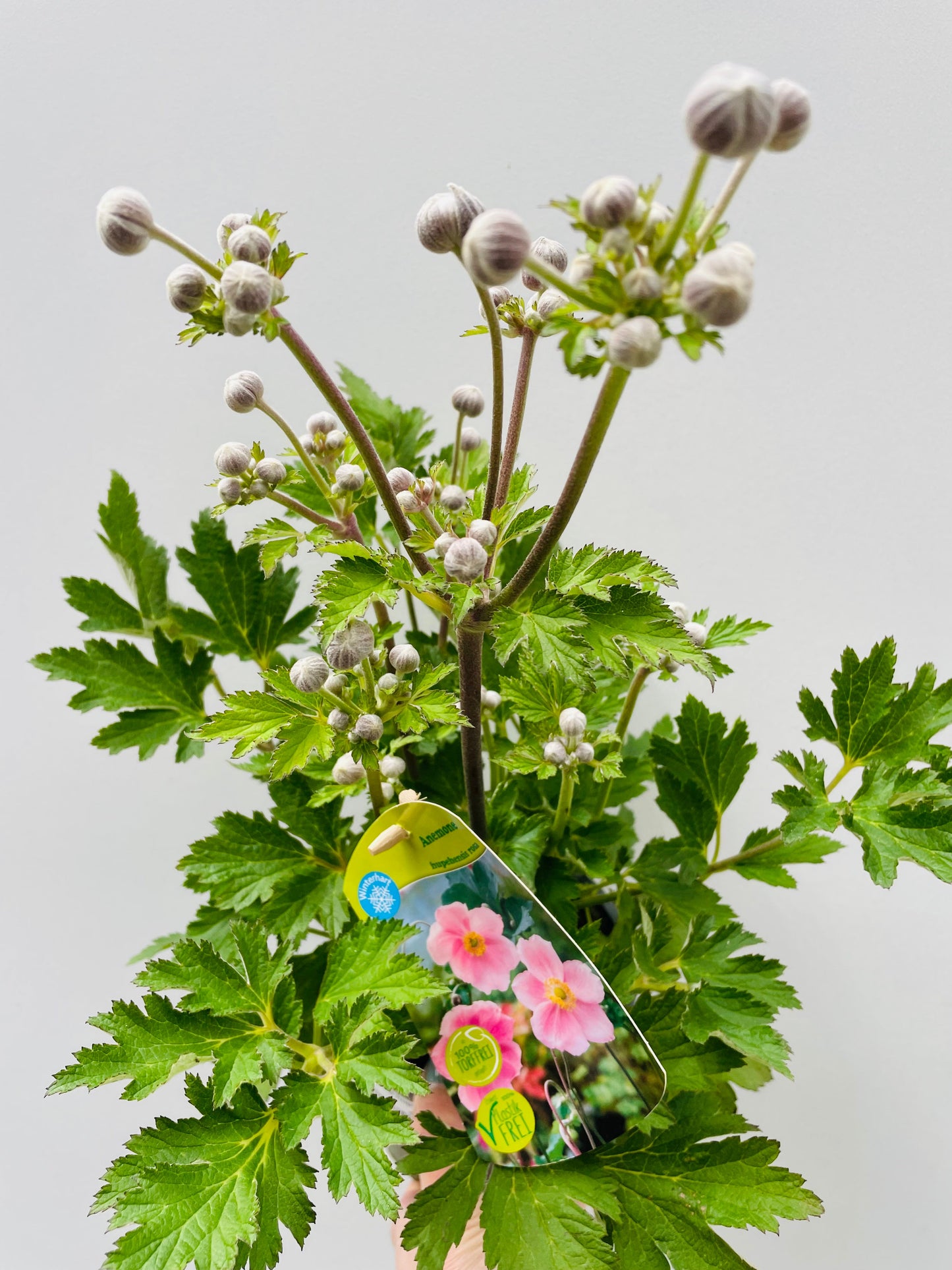 Bilde av Anemone huphensis-Spanne Plantesalg