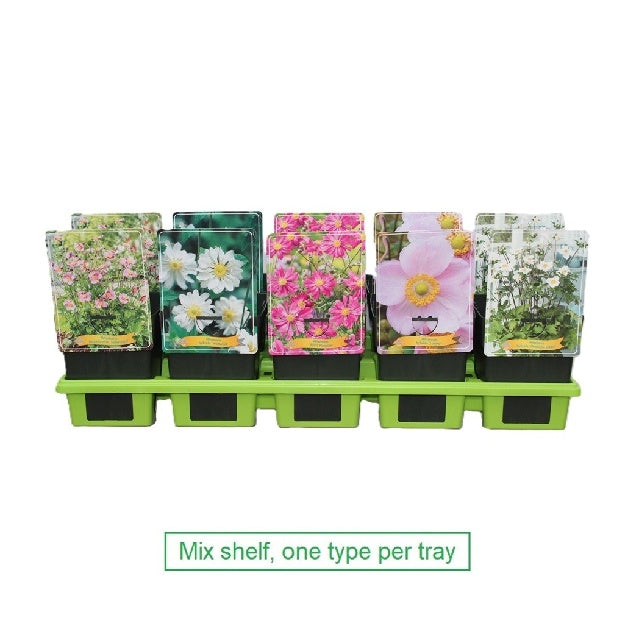 Bilde av Anemone Mix-Spanne Plantesalg