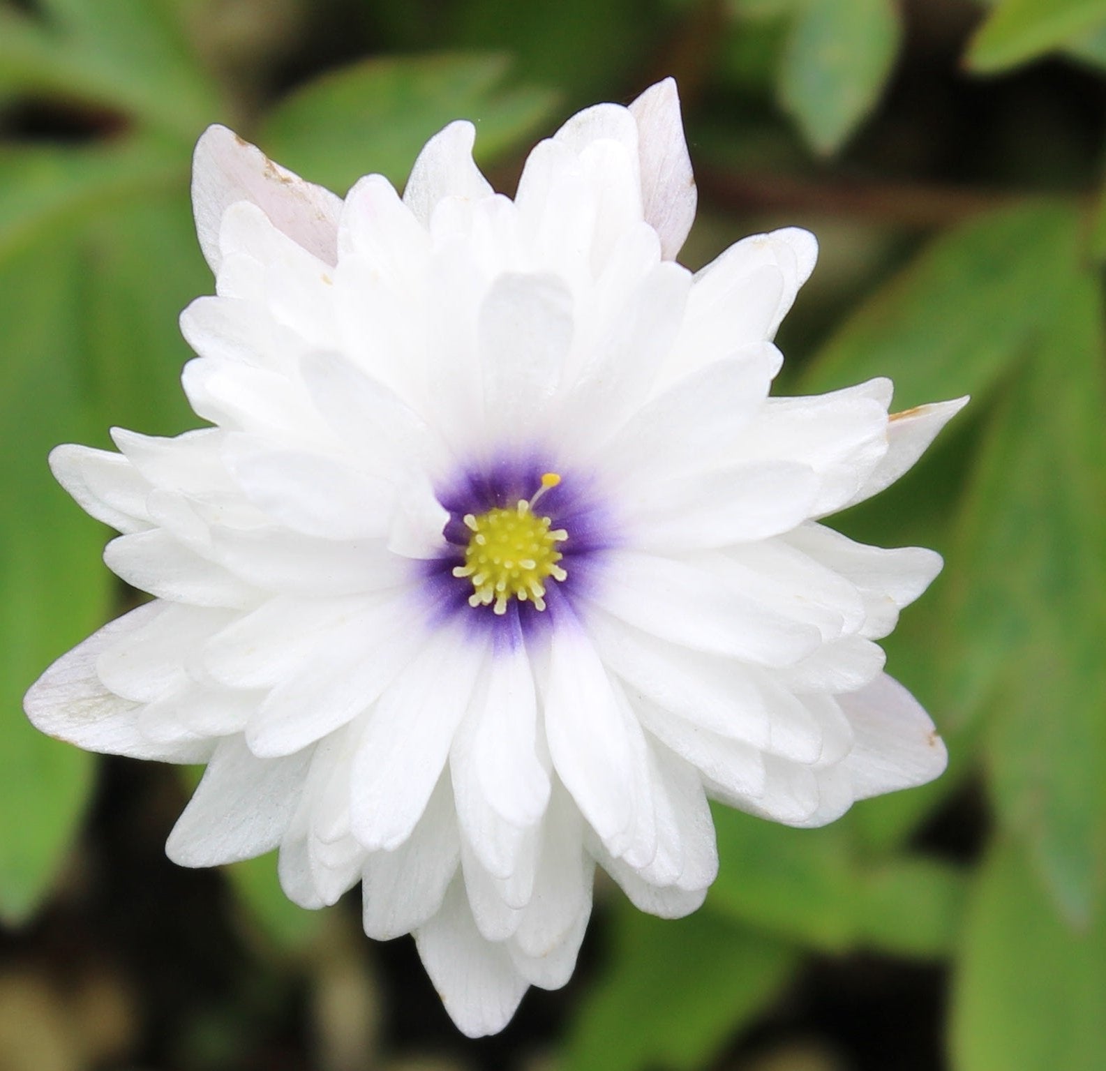Bilde av Anemone nem. 'Blue Eyes'-Spanne Plantesalg