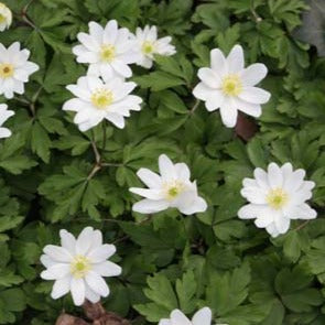 Bilde av Anemone nem. 'Hilda'-Spanne Plantesalg