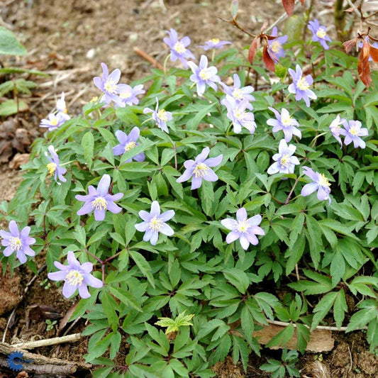 Bilde av Anemone nem. 'Robinsoniana'-Spanne Plantesalg