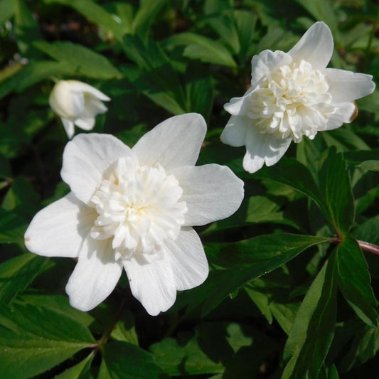 Bilde av Anemone nem. 'Alba Plena'-Spanne Plantesalg