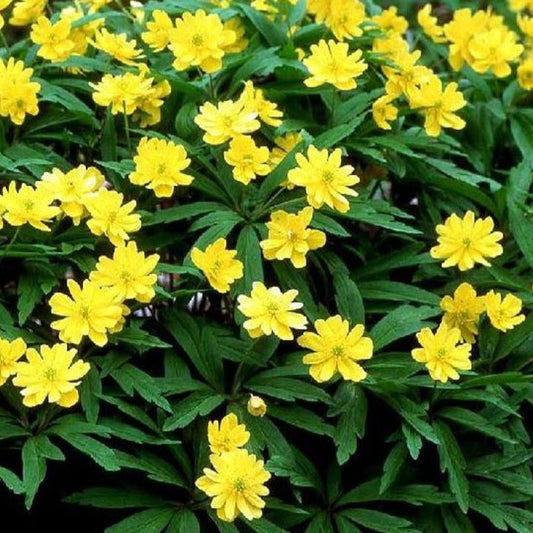 Bilde av Anemone ranunculoides 'Pleniflora'-Spanne Plantesalg