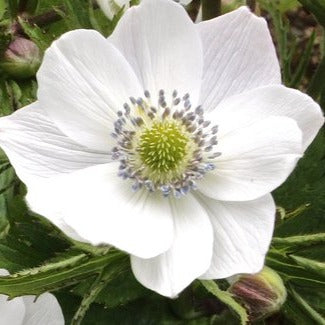 Bilde av Anemone leveillei-Spanne Plantesalg