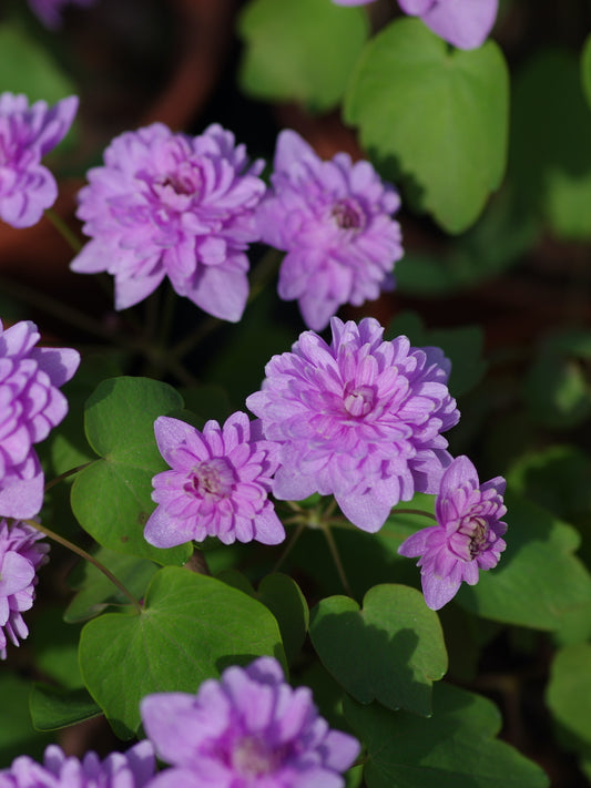 Bilde av Anemonella thalictroides 'Rosea'-Spanne Plantesalg