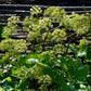 Bilde av Angelica archangelica-Spanne Plantesalg