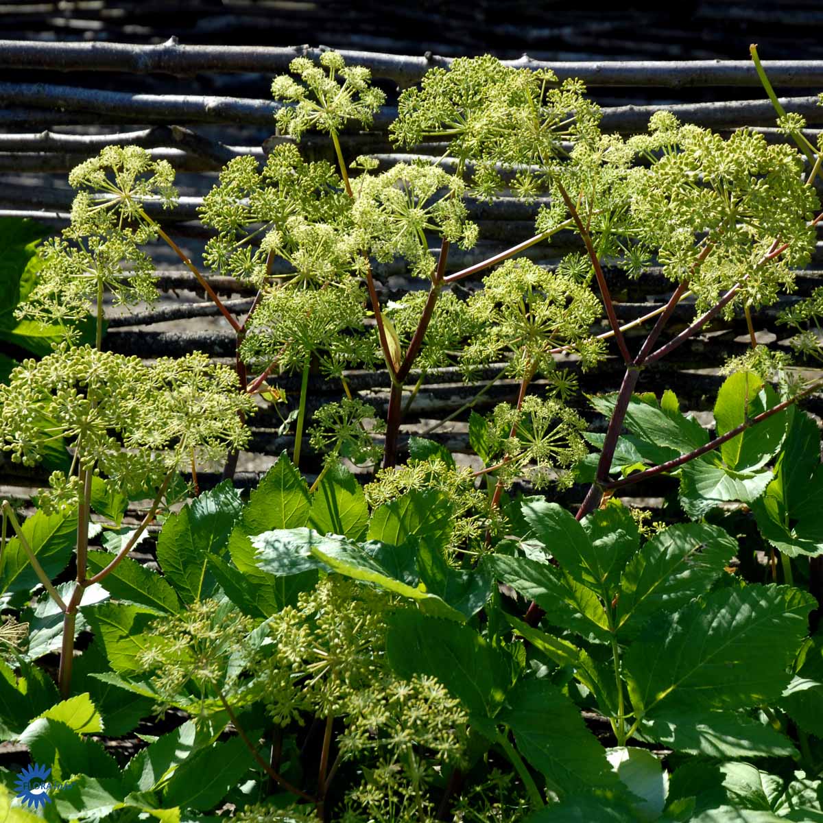 Bilde av Angelica archangelica-Spanne Plantesalg
