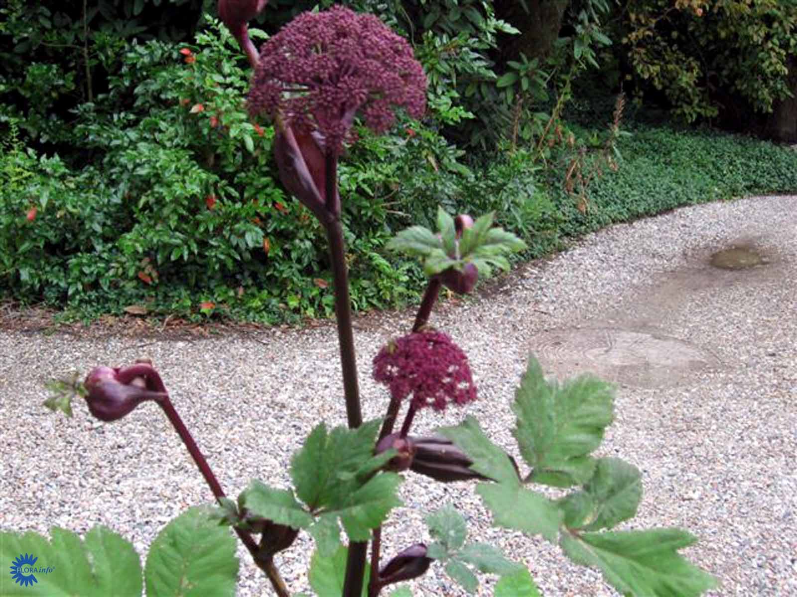 Bilde av Angelica archangelica-Spanne Plantesalg
