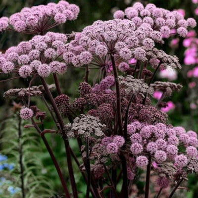 Bilde av ANGELICA SYLVESTRIS VICARS MEAD-Spanne Plantesalg