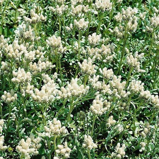 Bilde av Antennaria dioica 'Alba'-Spanne Plantesalg