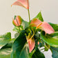 Bilde av Anthurium and. ‘Karma’-Spanne Plantesalg
