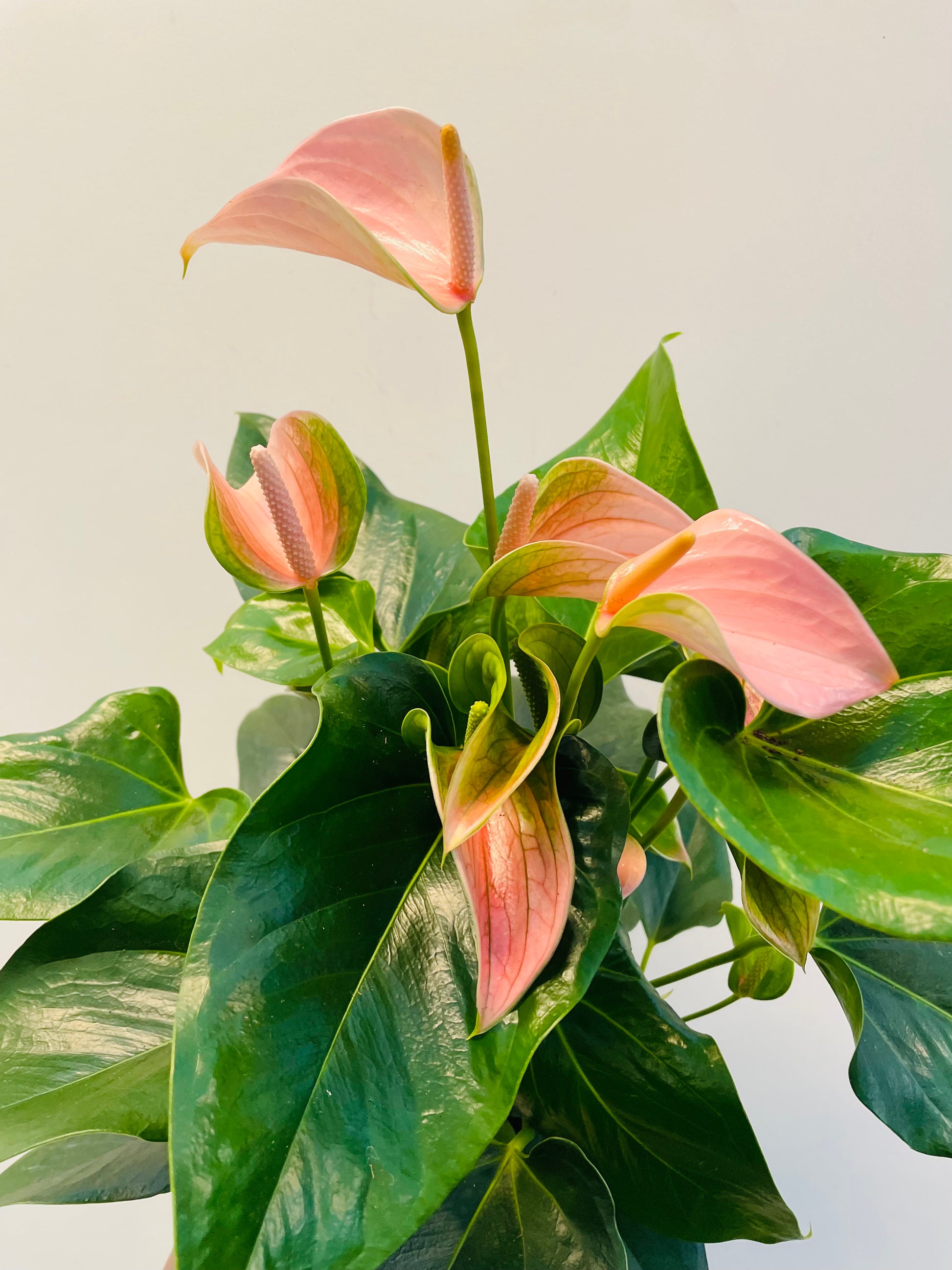 Bilde av Anthurium and. ‘Karma’-Spanne Plantesalg