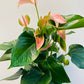 Bilde av Anthurium and. ‘Karma’-Spanne Plantesalg