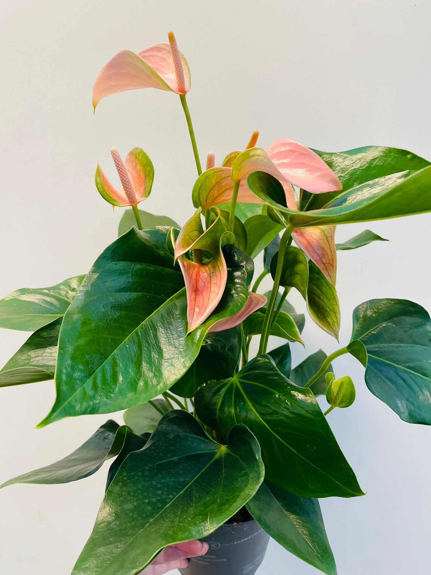 Bilde av Anthurium and. ‘Karma’-Spanne Plantesalg