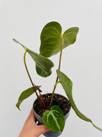 Anthurium clarinervium